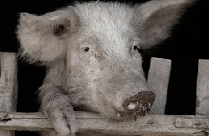 Курская область: компенсации при АЧС выплачены своевременно