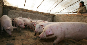 После эпидемии коронавируса в Китае оживает сектор животноводства