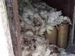 На Котласской птицефабрике мрущих кур сжигают сотнями - бедствие при попустительстве региональных властей