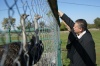 Фермеры Северной Осетии начали разводить страусов