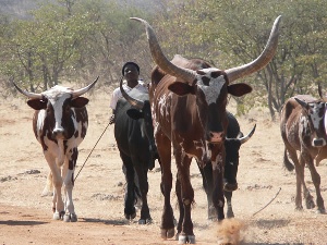 Обсуждены возможность поставок говядины и мяса мелкого рогатого скота из Намибии в Таможенный союз