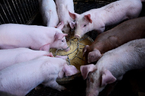 Почему небольшие фермы могут спасти свиноводство на Филиппинах?