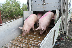 Завоз нового поголовья свиней начался на свинокомплексе «Чистогорский»