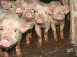В Пензенской области вакцинированы 350 тысяч свиней