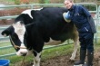 Американские ученые делают отверстия в желудках коров, чтобы улучшить их питание