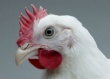 Росптицесоюз подготовил проект первой редакции техрегламента "О безопасности мяса птицы и продукции ее переработки"