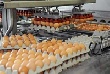 Тюменская область приобретет птицефабрику Тюменская область приобретет птицефабрику