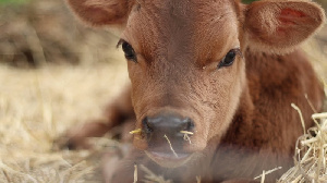 Воронежская облдума поддержала рублем «Заречное», «Молвест» и «Экониву»