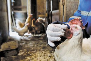 Франция сообщила о еще трех вспышках птичьего гриппа 