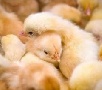 Магнитогорская птицефабрика извинилась перед горожанами за запах Магнитогорская птицефабрика извинилась перед горожанами за запах