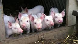 О результатах проверки в отношении поднадзорного объекта г. Перми в рамках предотвращения заноса и распространения вируса африканской чумы свиней.