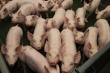 Алтайское предприятие «Антипинское» нарастило объемы производства свинины до 5 тыс. 568 тонн в год
