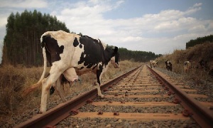 Бродячий скот в Хакасии стал большой проблемой для железнодорожников