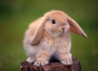 Украинцы будут активно разводить кроликов