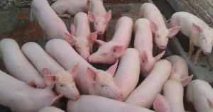 «Агротек» доставил пробную партию йоркширских поросят на свинокомплекс «Лесной»