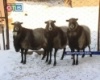 В Приморье появилась новая порода овец