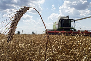 Российской пшеницы стало не хватать