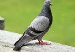 На Угличской птицефабрике у перепелов и голубей выявили опасный вирус