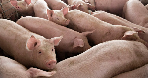 USDA: 2021-й год будет продуктивным для мексиканского свиноводства