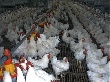 Мировое птицеводство вскоре достигнет предела продуктивности