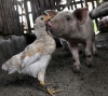 На смену свиноводству на Кубань приходит птицеводство
