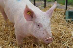 Немецкий рынок свинины: цены упали до 10-летнего минимума