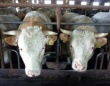 Фермеры Кубани борются за гранты на развитие мясных пород скота