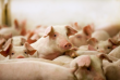 Производство свинины в Украине вырастет