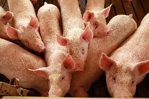 Российское свиноводство за первое полугодие прибавило 7,7%