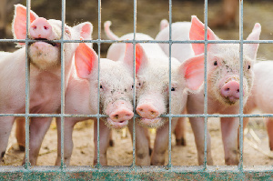 Россия запретила поставки свинины из Нигерии из-за крупной вспышки АЧС
