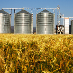 «Сибагро»: красноярский «Сибиряк» создал нам «подушку безопасности» по зерну