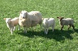 В Элисте пройдет выставка племенных овец