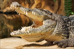 Продажи мяса крокодила компании Padenga Holdings в Европе выросли в 2015 году на 25%