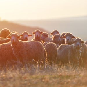 Ставропольские овцеводы завершают окотную кампанию