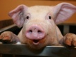В США зафиксироано самое большое количество свиней за последние 27 лет