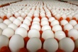 Ленобласть в 2014 году стала первой в РФ по производству куриных яиц