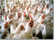 Приостановлен ввоз в Калининград более 20 тонн куриного мяса из Франции