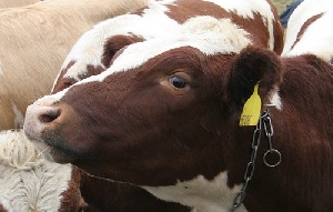 В Приангарье могут появиться селекционно-генетические центры в животноводстве