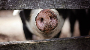 Арендатор активов «Алтаймясопрома» рассказал о стратегии развития свинокомплекса