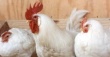 Белоруссия: Куриное мясо по цене догоняет свинину
