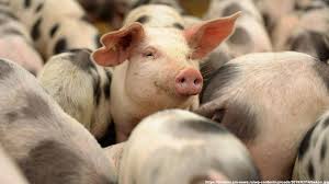 В Куртамышском районе строят свинокомплекс на 8000 голов.