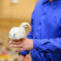 В Наро-Фоминске начали строить птицефабрику «Первая свежесть»