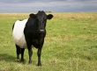 457 элитных коров из США переедут на Сахалин