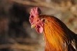 Россия не будет отказываться от импорта куриного мяса