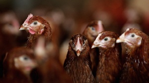 Бразилия: Сокращение экспорта ударило по ценам на птицу в Сан-Паулу