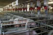 Свиноферму за 100 млн руб запустили на Ставрополье