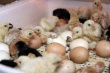 Первую партию яиц заложат в инкубатор птицефабрики в Тямше уже на этой неделе