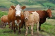 В навозе коров обнаружены новые устойчивые к антибиотикам гены