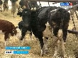 Животноводы вынуждены избавляться от низкопродуктивного скота из-за нехватки кормов