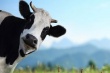 Коров избавят от метановой отрыжки при помощи пищевой добавки